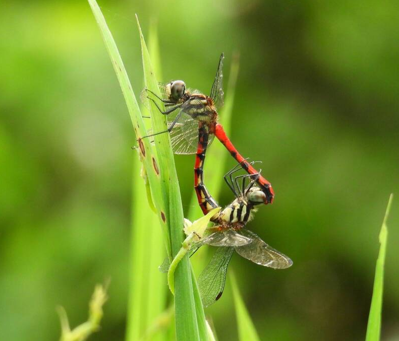 纖紅蜻蜓大約7月開始成熟交配。